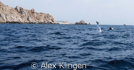 Sea of Cortez, jumping mantas by Alex Klingen 